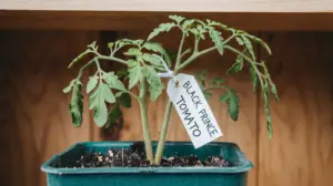 Black Prince tomato growing seedlings in containers.