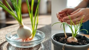 how to grow an onion from an onion